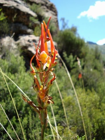 Disa porrecta nearly done